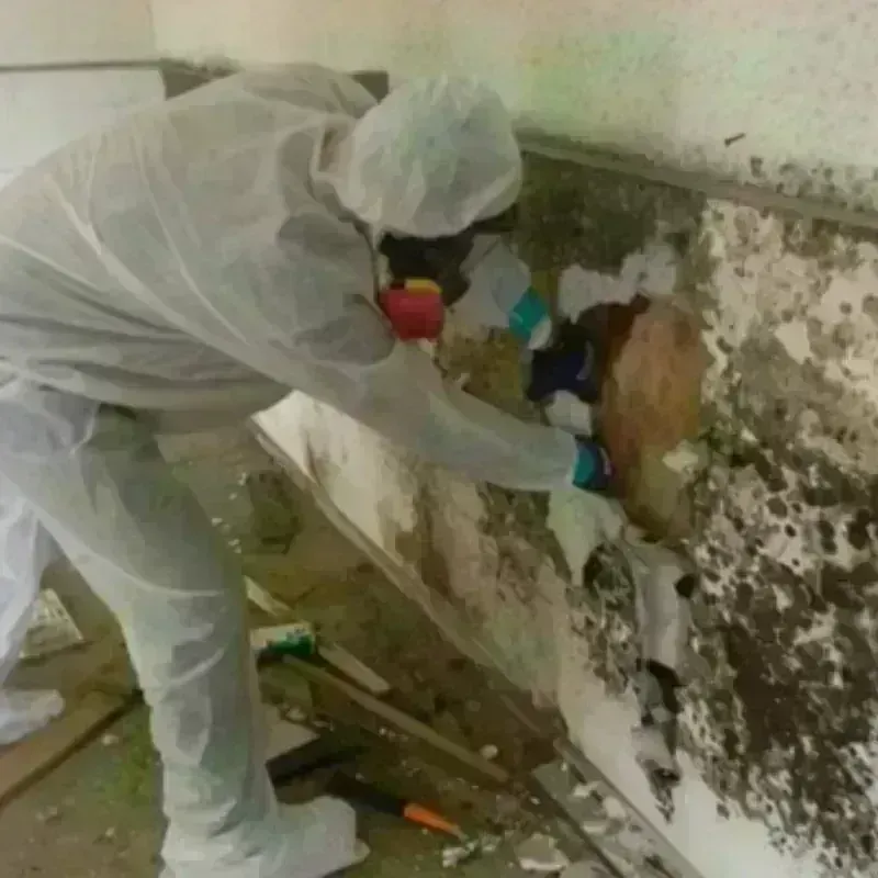 Mold Remediation and Removal in Edgewood, IN